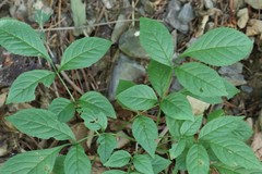 Fraxinus mandshurica
