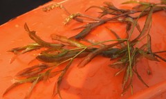 Potamogeton zosteriformis