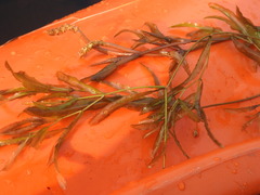 Potamogeton zosteriformis