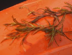 Potamogeton zosteriformis