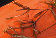 Potamogeton zosteriformis