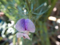 Psoralea axillaris