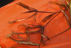 Potamogeton zosteriformis