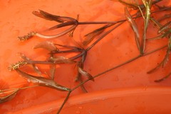 Potamogeton zosteriformis