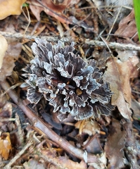 Thelephora anthocephala