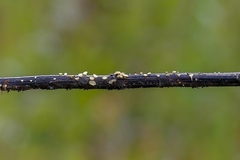 Hymenoscyphus scutula