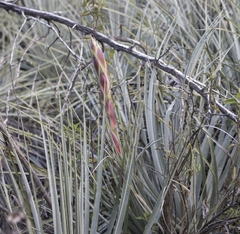 Puya coerulea