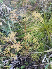 Peucedanum alsaticum