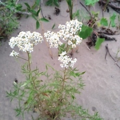 Achillea salicifolia