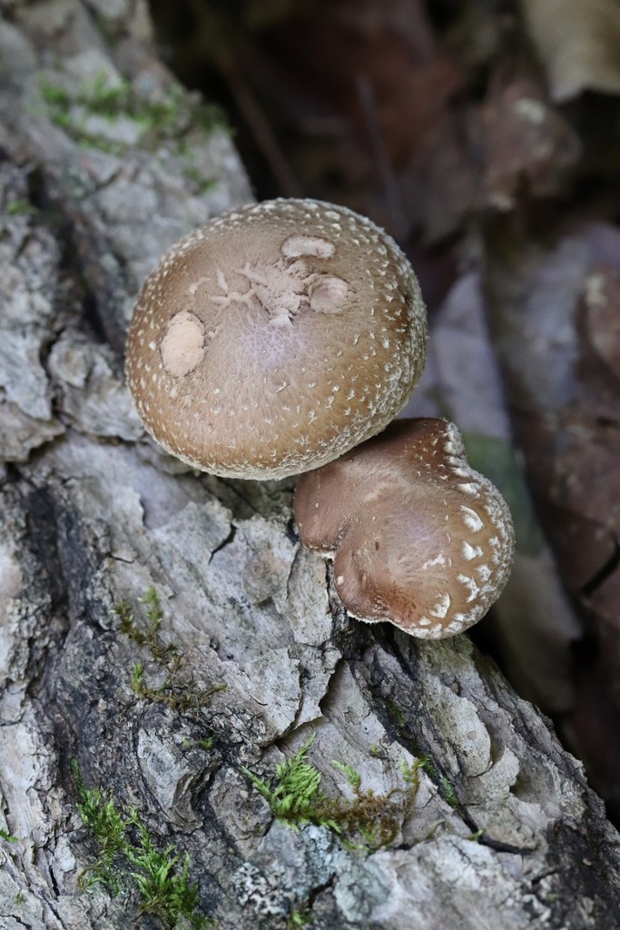 Lentinula edodes · August 2021 · photo: © ninacourlee (iNaturalist, cc-by)