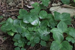 Hepatica asiatica