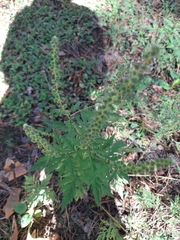 Ambrosia artemisiifolia
