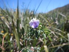 Psoralea axillaris
