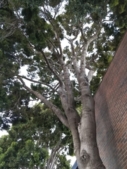 Afrocarpus gracilior