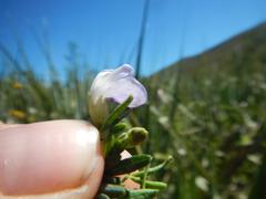 Psoralea axillaris