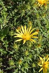 Berkheya chrysanthemoides