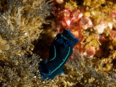 Tambja capensis