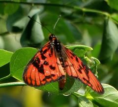 Acraea petraea