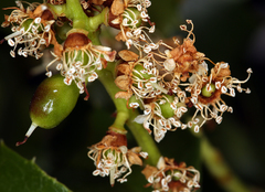 Prunus ilicifolia ilicifolia