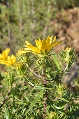Berkheya chrysanthemoides