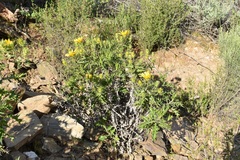 Berkheya chrysanthemoides
