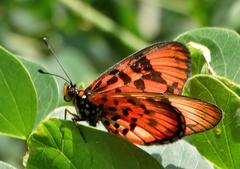Acraea petraea