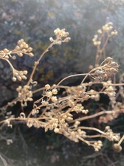 Achillea glaberrima