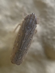 Arocephalus longiceps