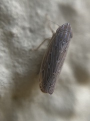 Arocephalus longiceps