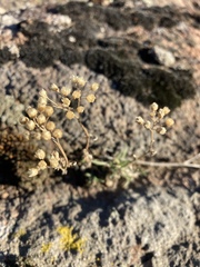 Achillea glaberrima