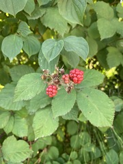 Rubus phoenicolasius
