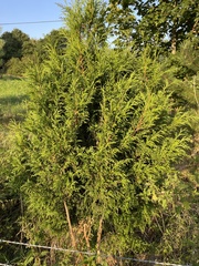 Cupressus × leylandii