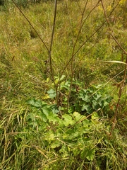 Heracleum sphondylium sibiricum