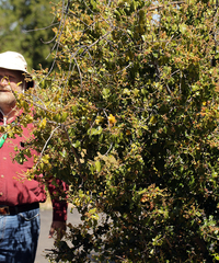 Prunus ilicifolia ilicifolia