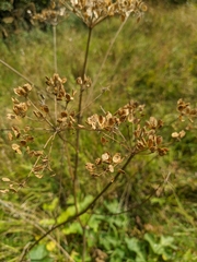 Heracleum sphondylium sibiricum