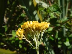 Helichrysum cymosum
