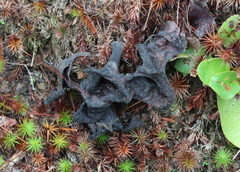 Craterellus cornucopioides