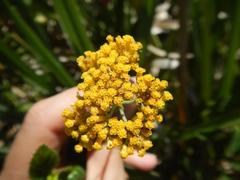 Helichrysum cymosum