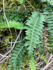 Polypodium hesperium