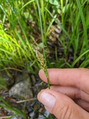 Carex panicea