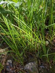Carex panicea