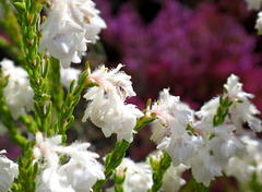 Erica fimbriata