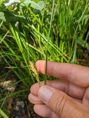 Carex panicea