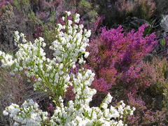 Erica fimbriata