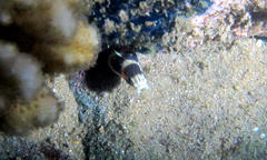Myrichthys maculosus