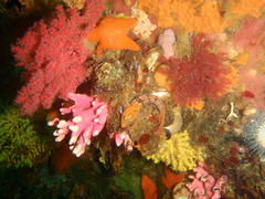 Clinus venustris