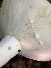 Lactifluus glaucescens