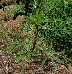 Lupinus truncatus