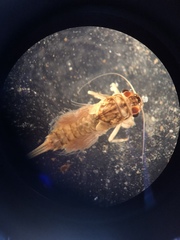Leptophlebia cupida