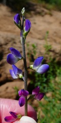 Lupinus truncatus